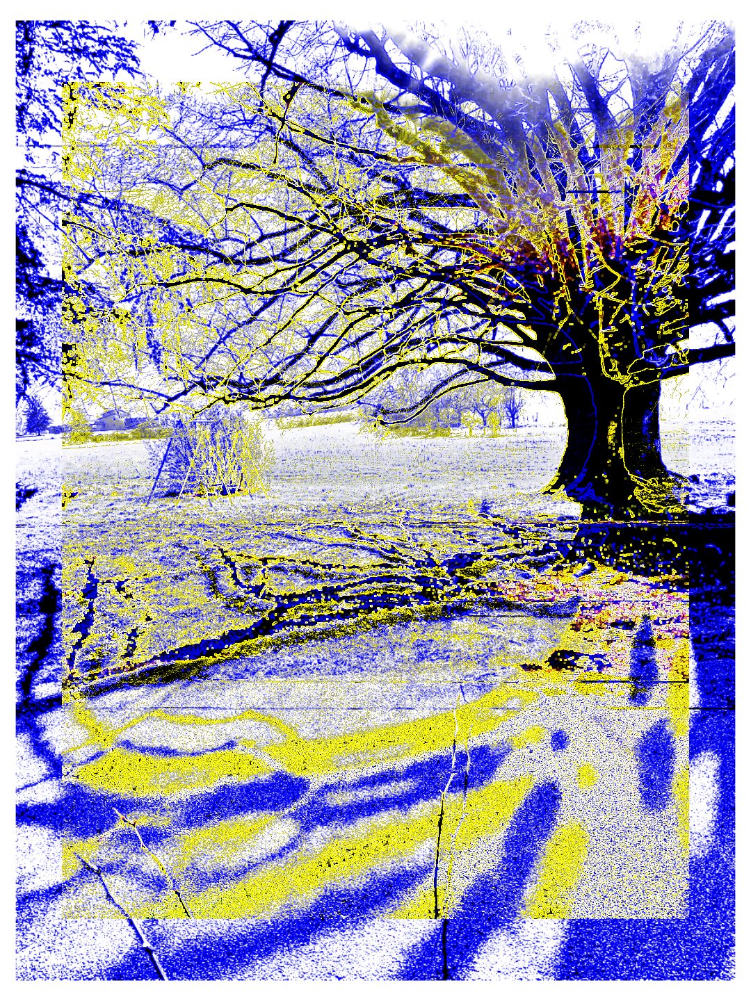 Hommage poétique au tilleul par Ghazi Frini